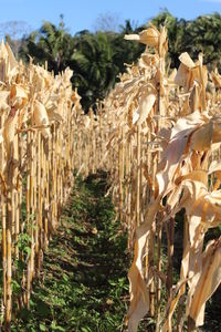 Close-up of plants growing on field