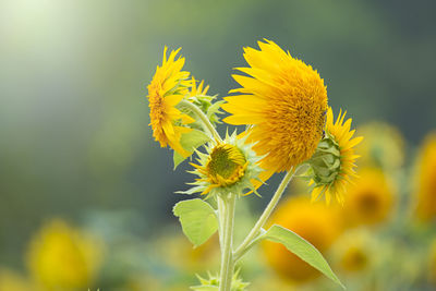 Close-up of yellow flowering plant