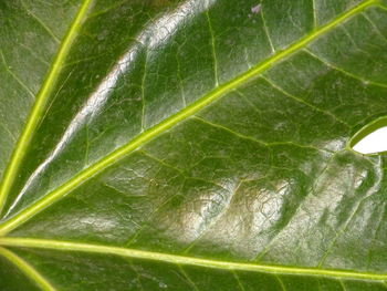 Macro shot of green leaves