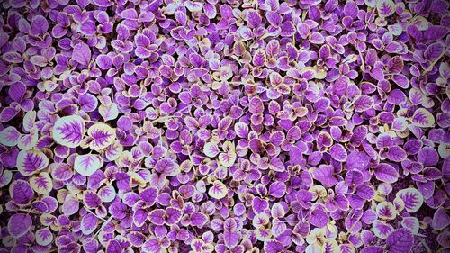 Full frame shot of purple flowering plant