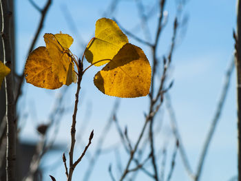 Close-up of yellow maple leaf on branch