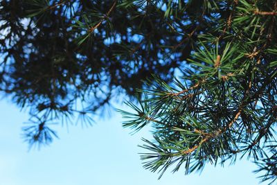 Low angle view of tree