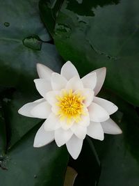 Close-up of white lotus water lily in lake