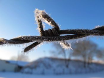 Close-up of frozen plants against clear sky