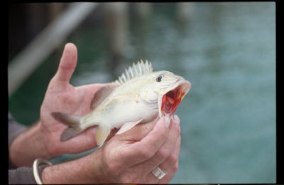 Close-up of cropped hand