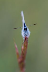 Close-up of butterfly on leaf