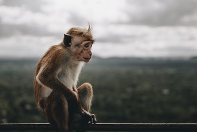 Monkey sitting against sky