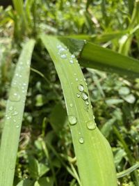 Close-up of water drops on blade of grass
