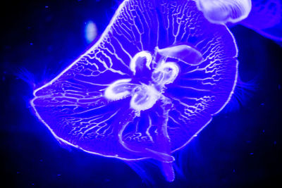 Close-up of jellyfish swimming in sea