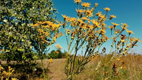 Scenic view of flowering plants on field against sky