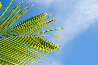 Low angle view of palm leaves against sky