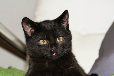 Close-up portrait of black cat relaxing at home