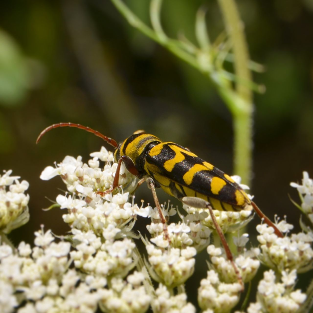 animal wildlife, animal themes, one animal, animals in the wild, animal, insect, invertebrate, close-up, day, flower, nature, plant, flowering plant, beauty in nature, no people, selective focus, growth, outdoors, sunlight, zoology