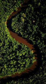 Aerial view of river in forest
