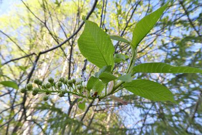 Low angle view of fresh green tree in forest