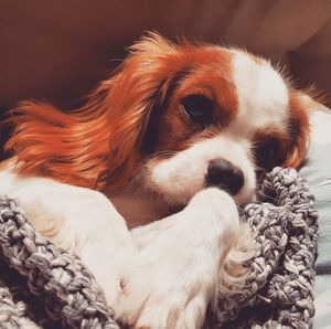 Close-up of a dog resting