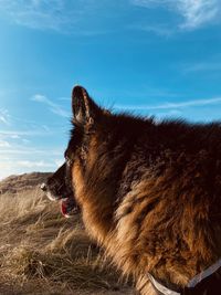 Side view of dog sticking out tongue against sky