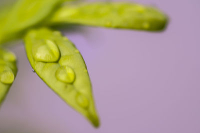 Close-up of flower