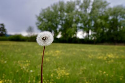 Close-up of dandelion on field