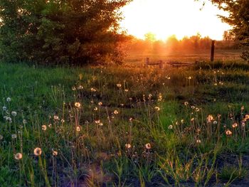 Sun shining through trees on grassy field