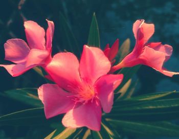 Close-up of flowers blooming outdoors