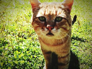 Close-up of cat on grass