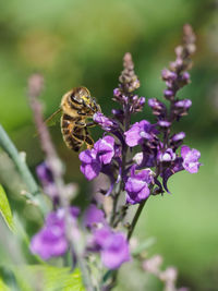 Close-up of bee on purple flower