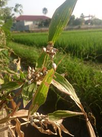 Close-up of crops on field