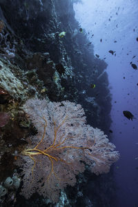 View of fish swimming underwater