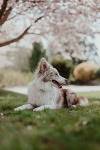 View of a dog relaxing on field