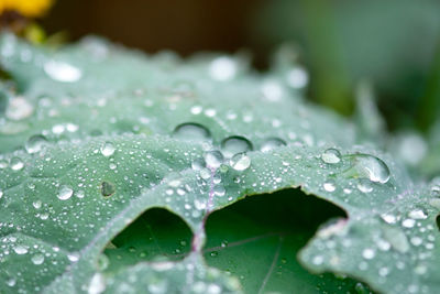 Close-up of water drops on green leaves during rainy season