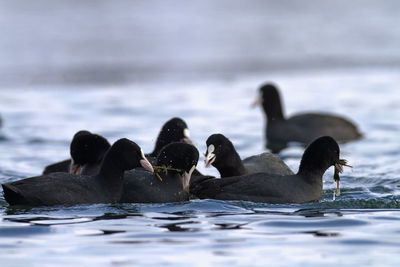 The eurasian coot on a lake in winter, soderica, croatia