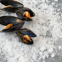 High angle view of crab on snow