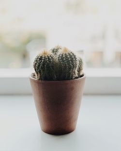 Close-up of potted plant on table