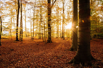 Sunlight streaming through trees in forest during autumn