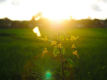 Close-up of flower against sky at sunset