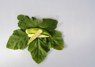 Close-up of fresh green leaves against white background