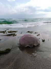 Surface level of shells on beach