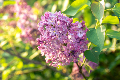 Close-up of pink flowering plant