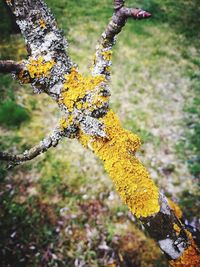 Close-up of yellow flower growing on tree trunk