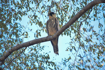 Low angle view of bird perching on tree