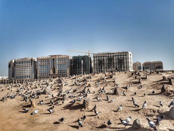 Flock of birds on sand against clear sky