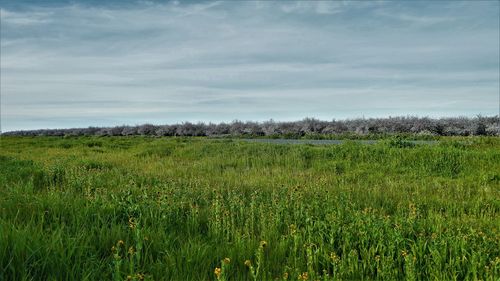 Scenic view of field against sky