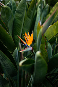 Close-up of orange flowering plant