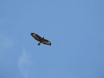 Low angle view of eagle flying against clear sky