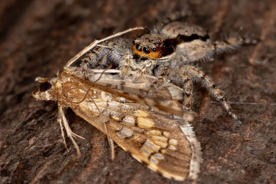 Close-up of spider on wood