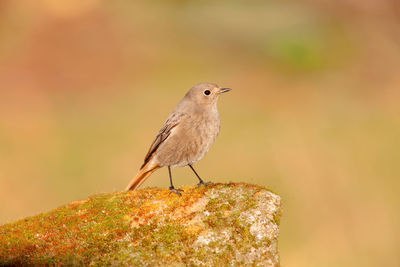 Close-up of bird perching on rock