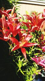 Close-up of pink flowers