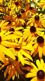 Full frame shot of yellow flowers blooming outdoors