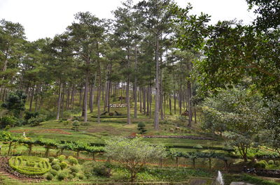 Trees in forest against sky